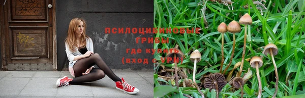 шишки Аркадак